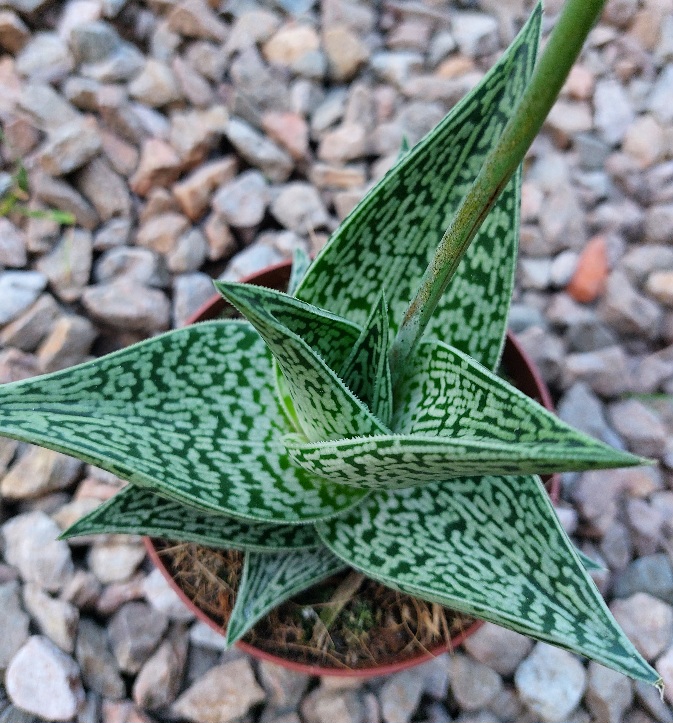 Aloe