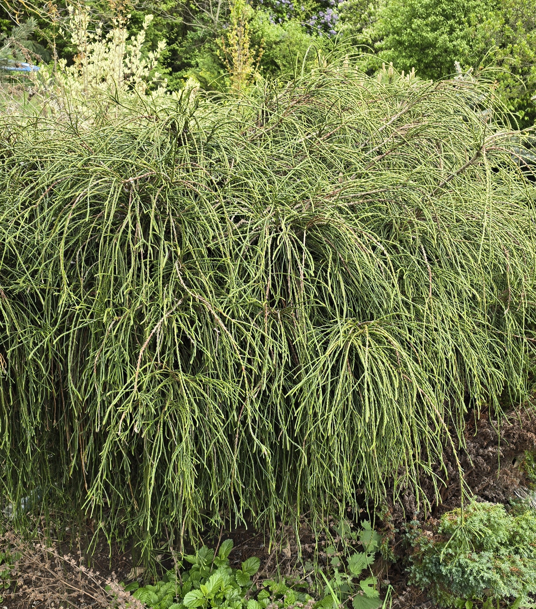 Zerav - Thuja