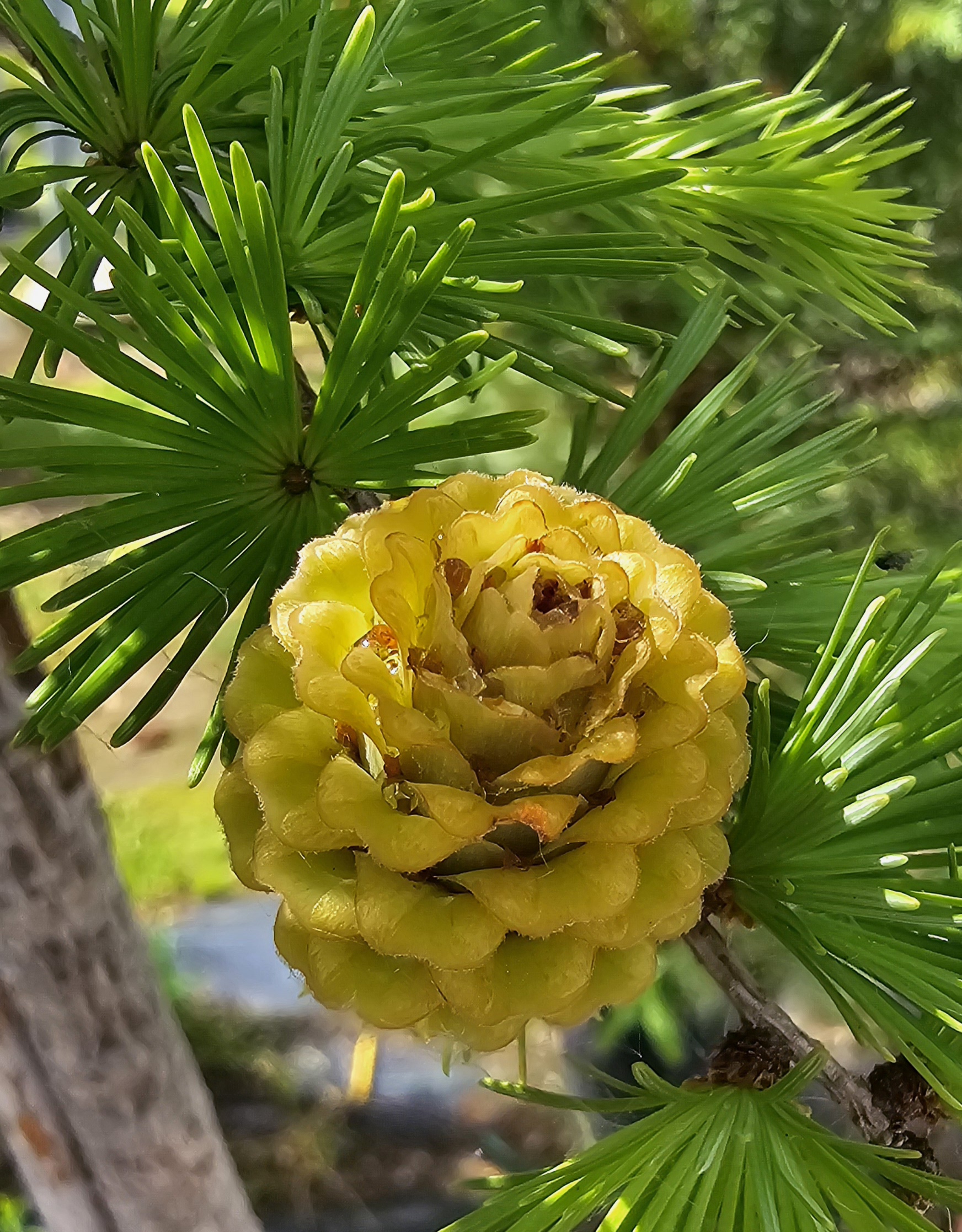 Modřín - Larix