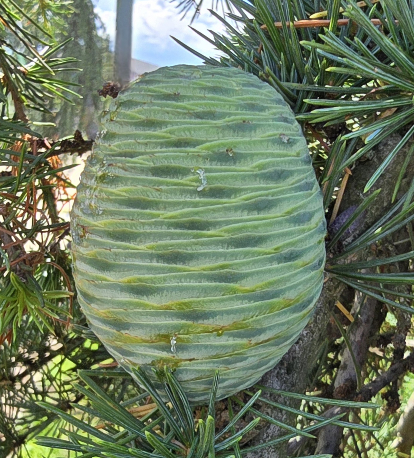 Cedr - Cedrus
