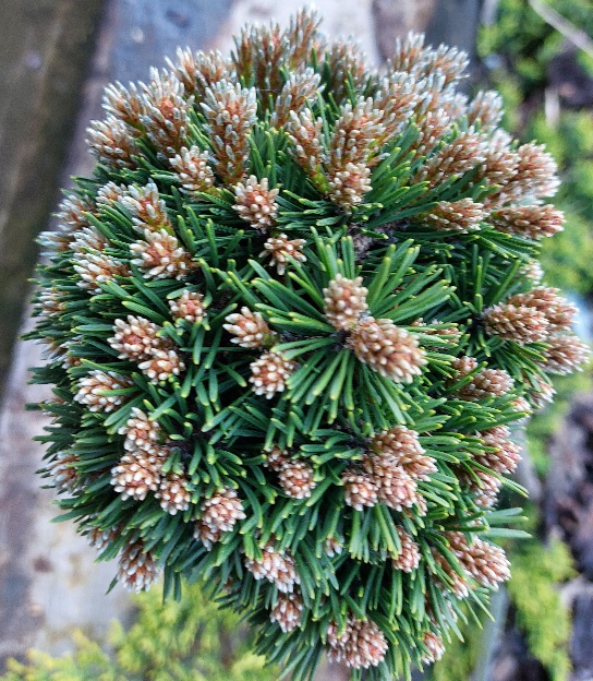 Borovice - Pinus