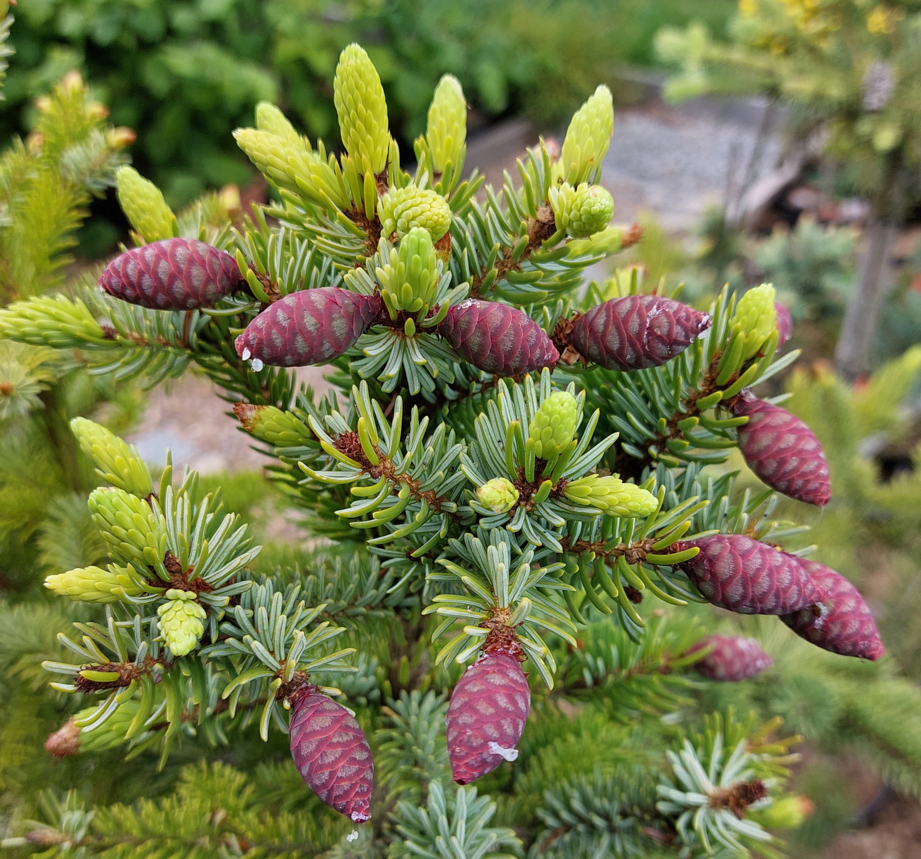 Smrk - Picea