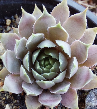 Netřesk - Sempervivum a Jovibarba