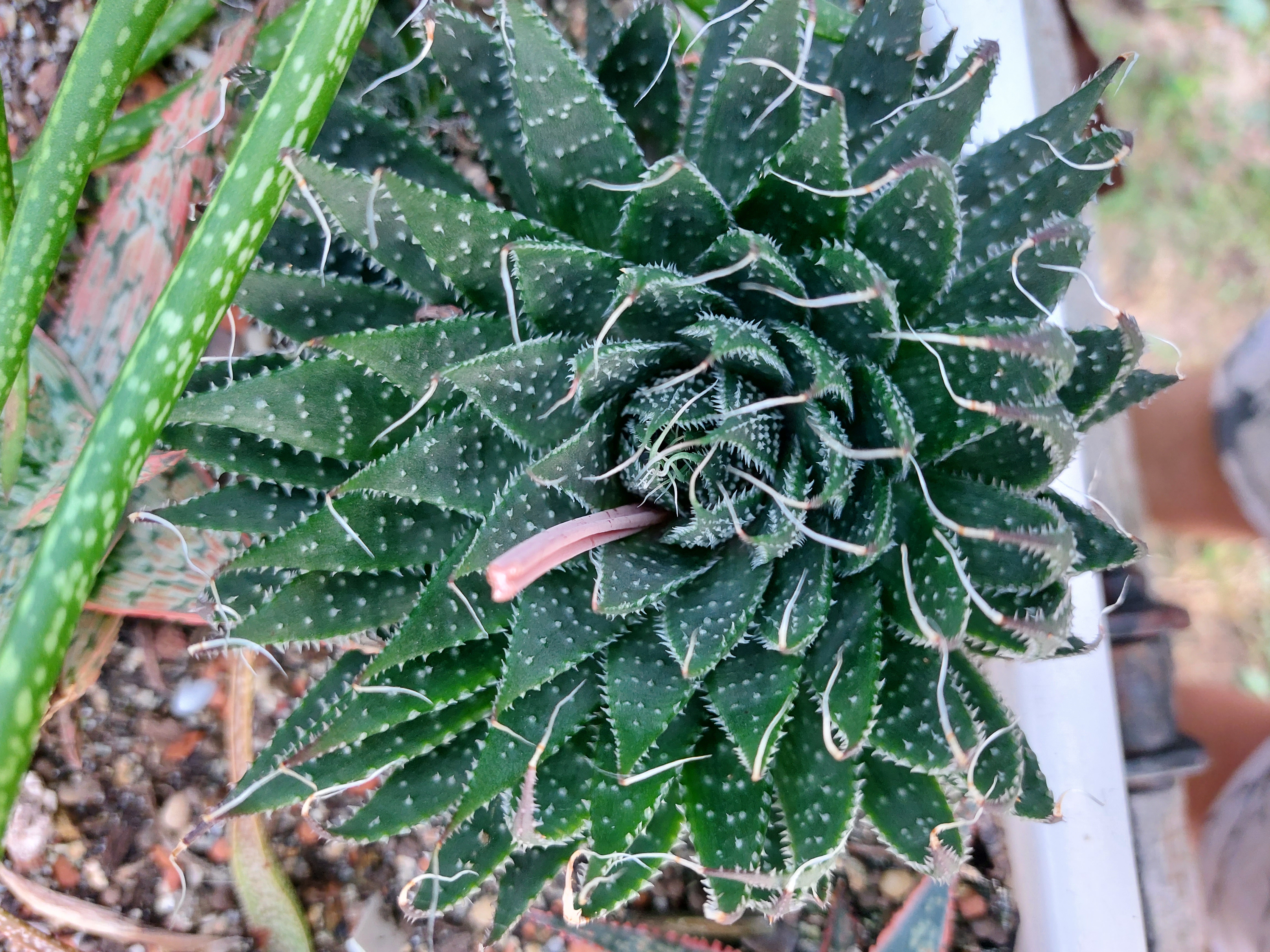 Aloe