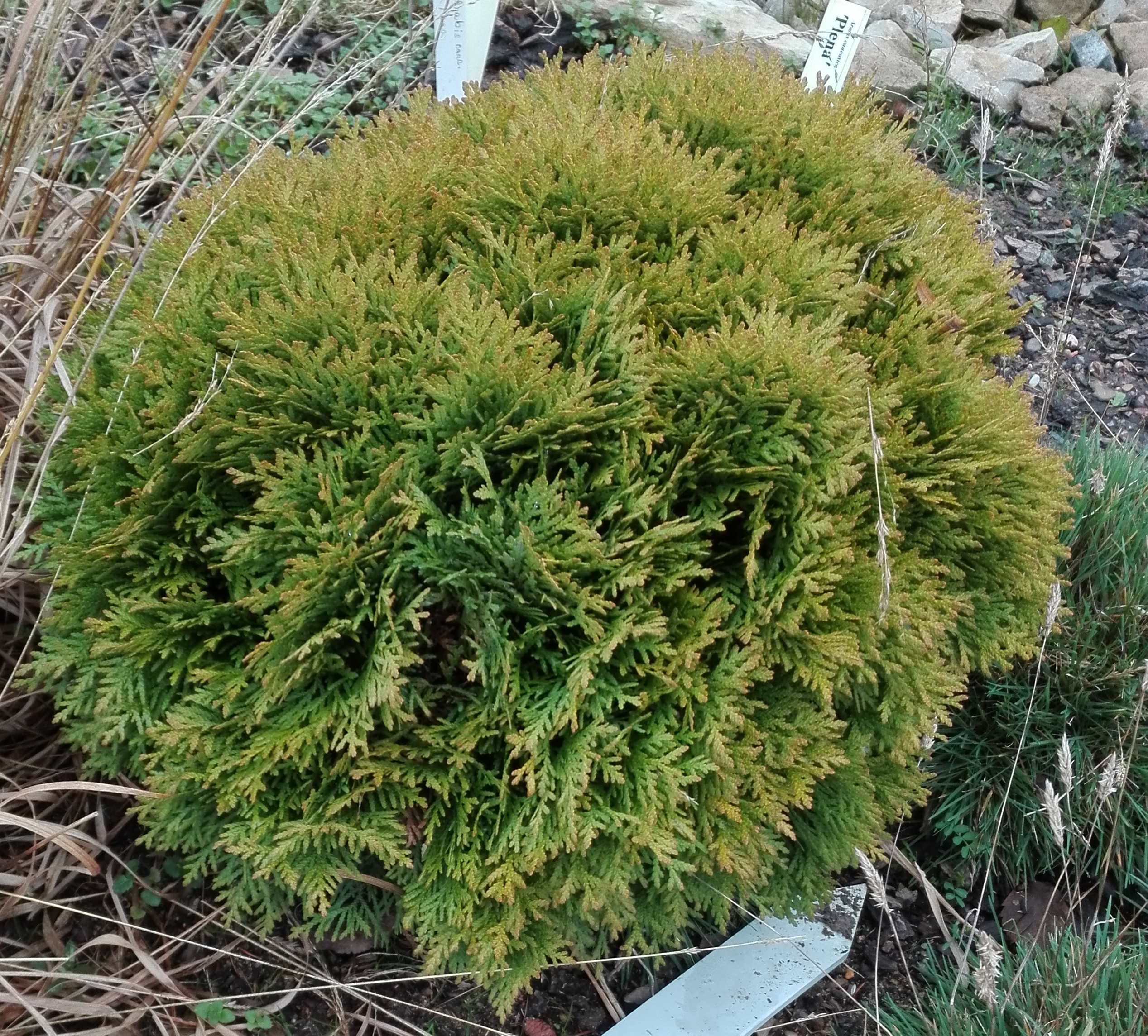 Zerav - Thuja