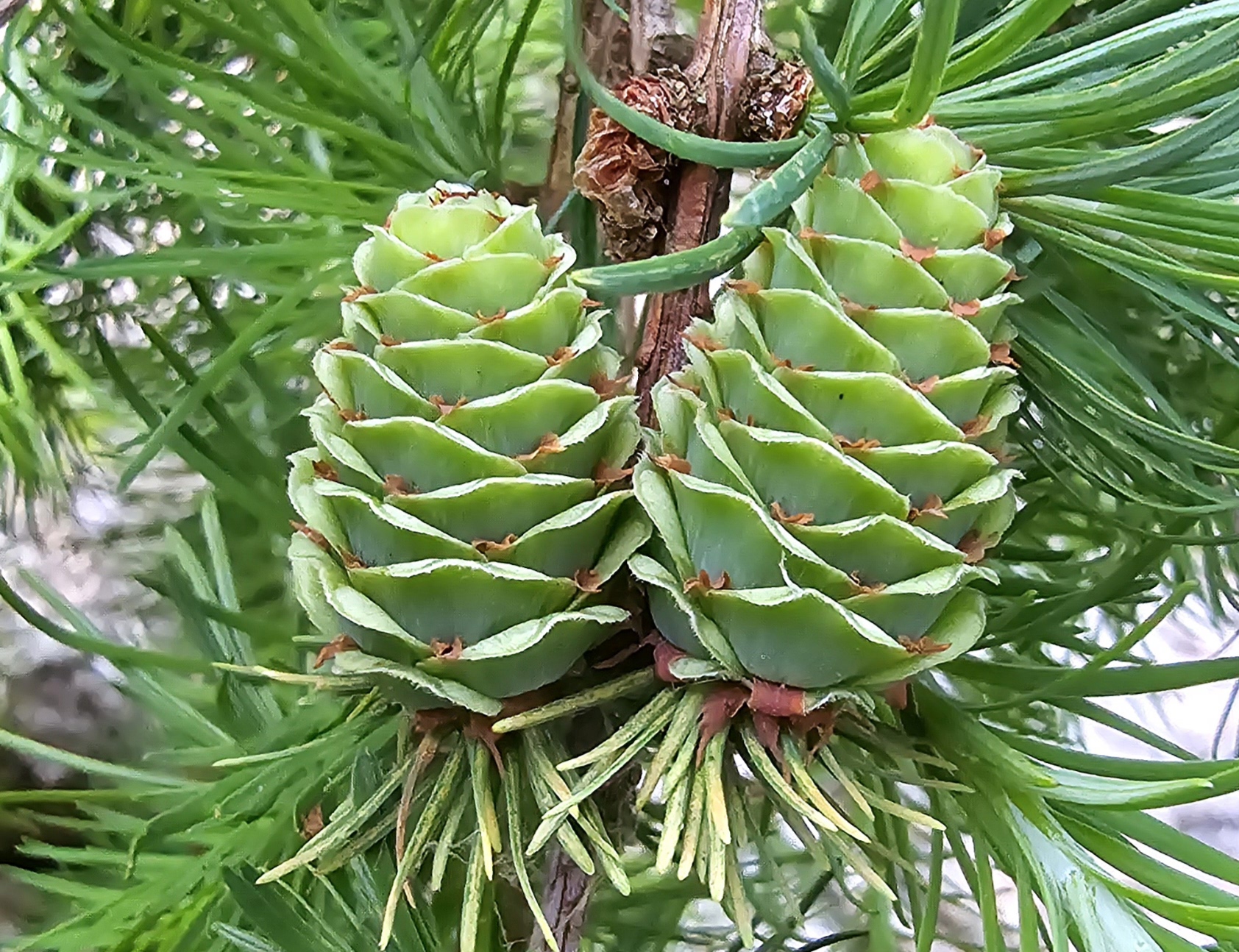 Modřín - Larix