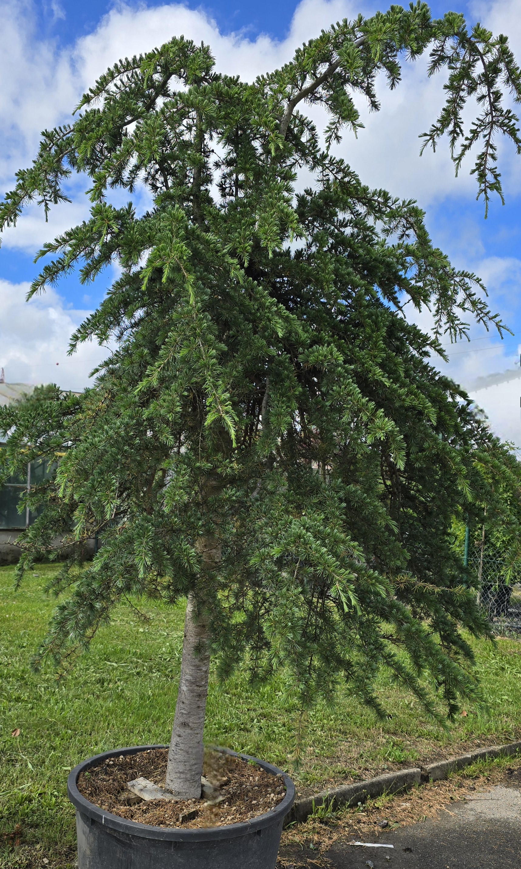 Cedr - Cedrus