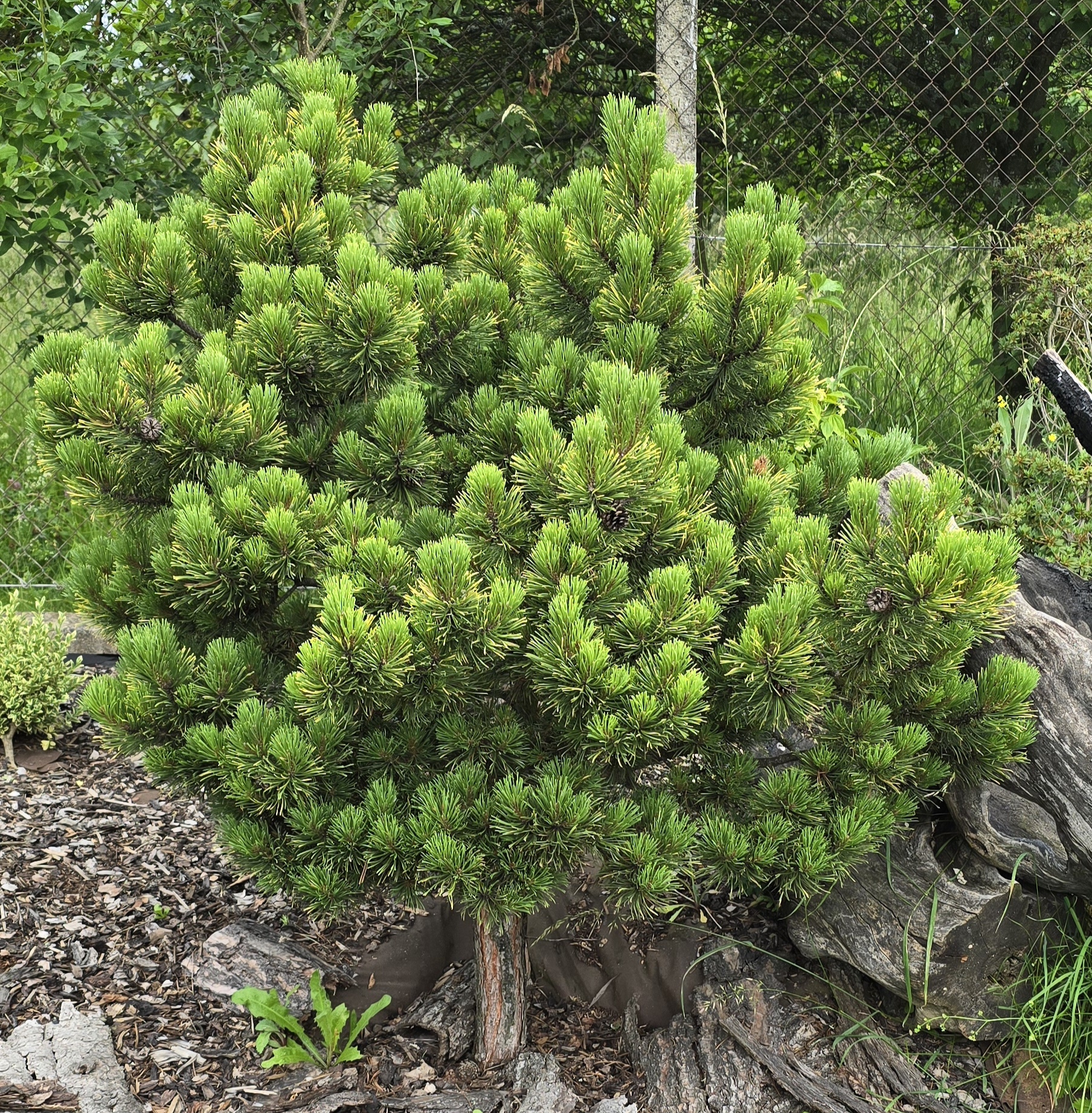 Borovice - Pinus