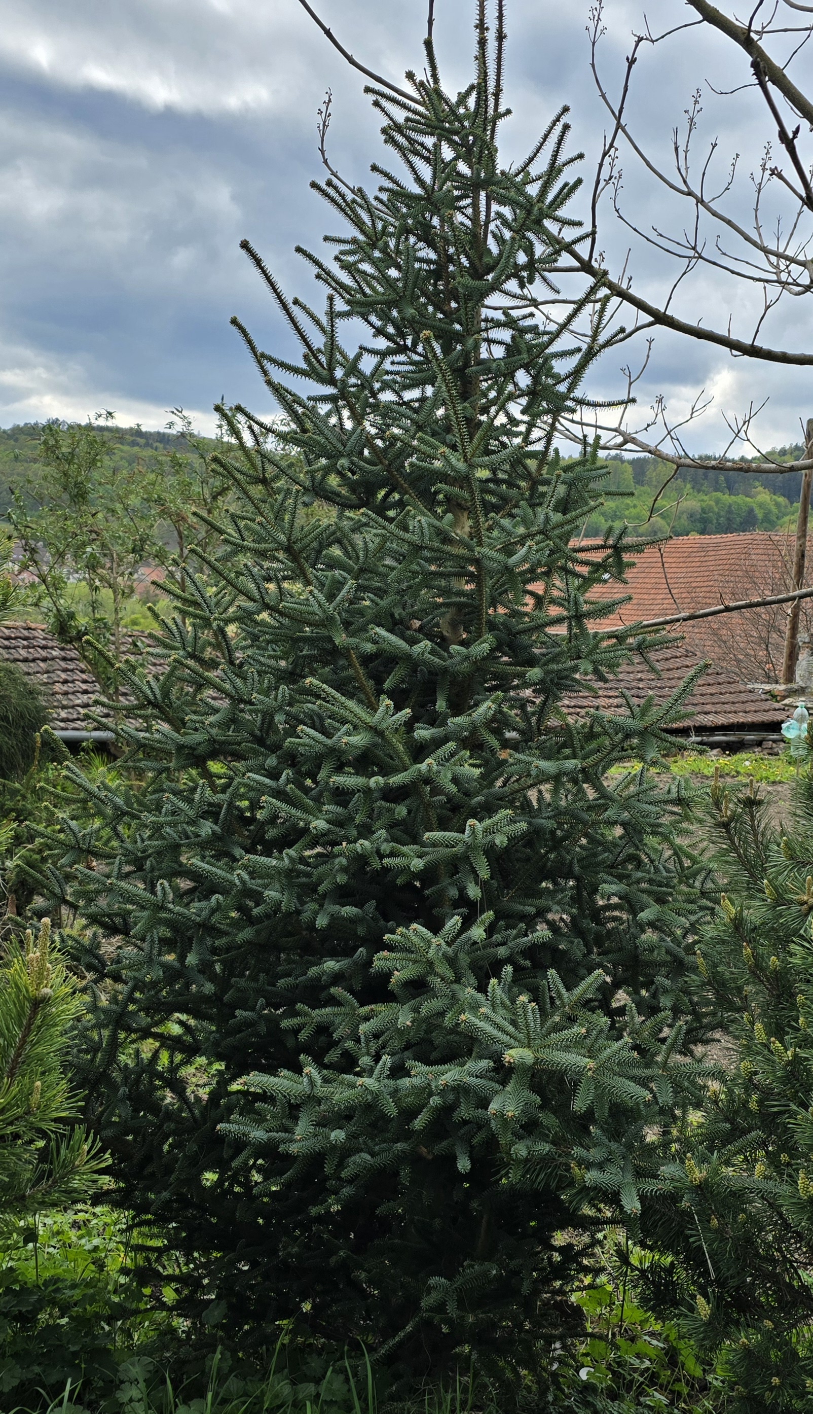 Jedle - Abies