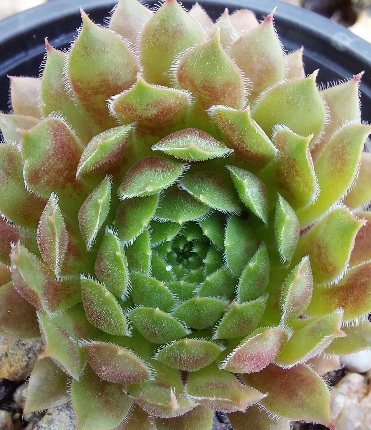 Netřesk - Sempervivum a Jovibarba