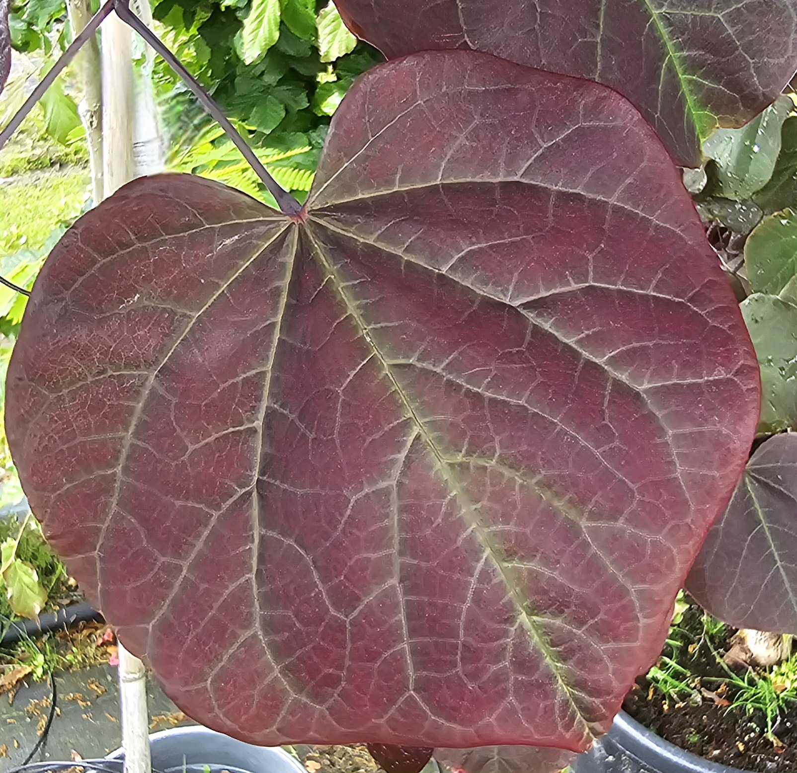 Cercis forest pansy list