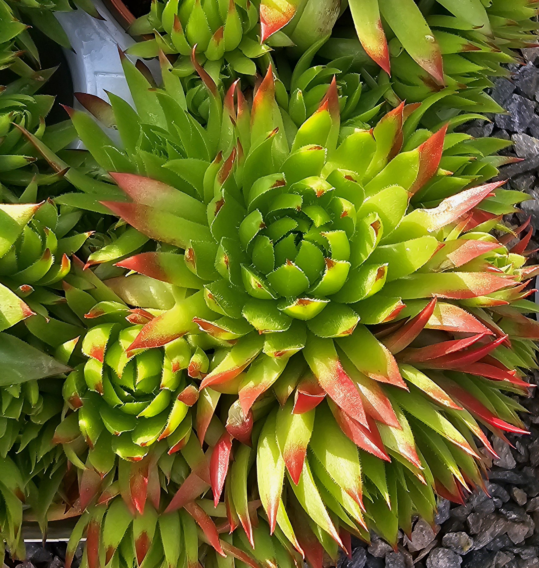 Sempervivum