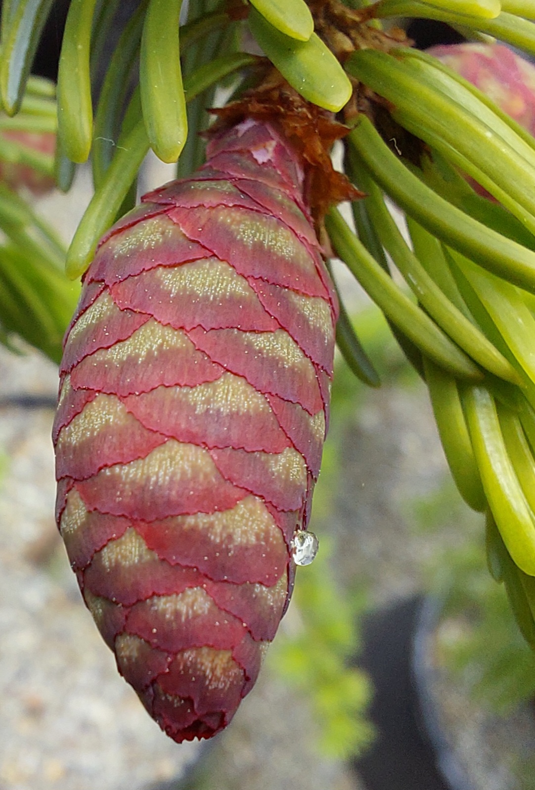 Picea omorika Sněžná