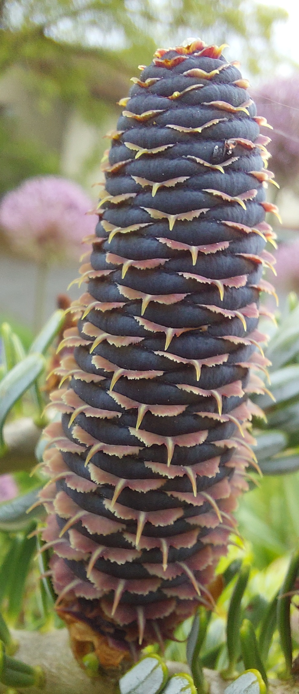Abies koreana Silber lock 