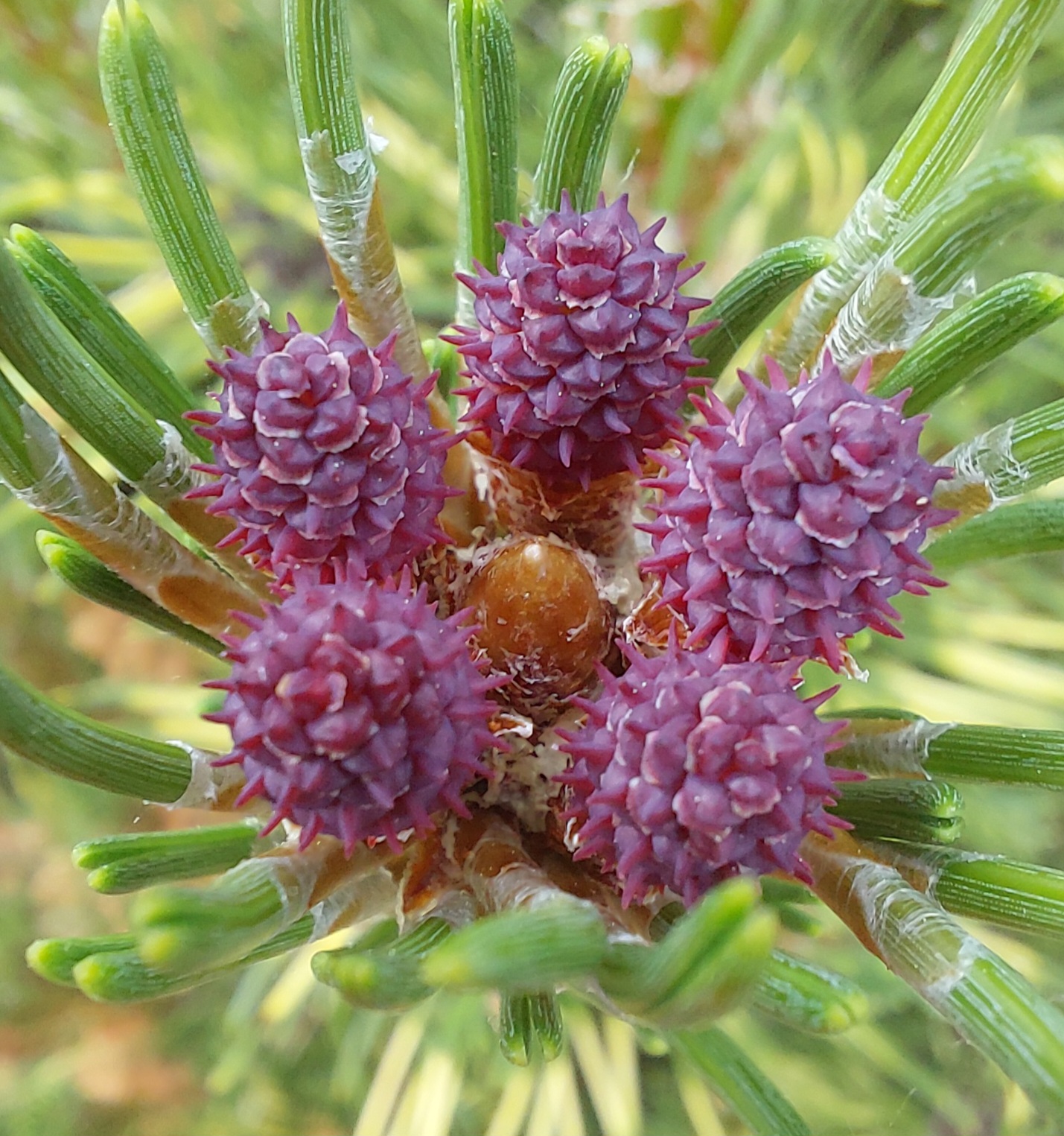 Pinus mugo 