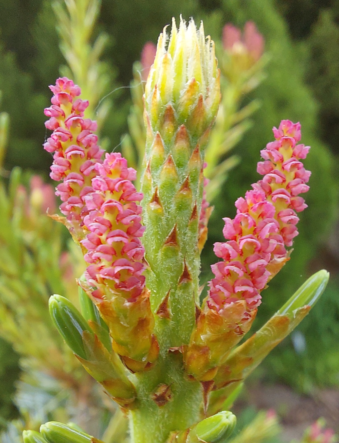 Pinus flexilis