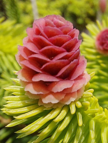 Picea abies Acrocona