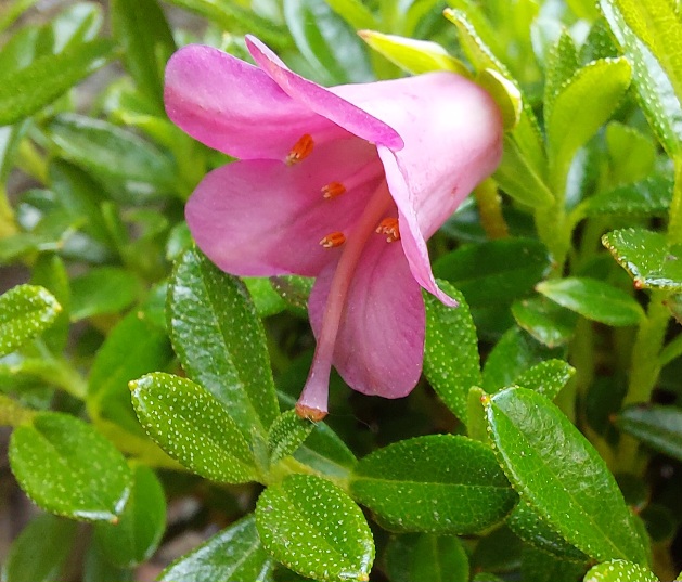 Rhododendron myrtiloides