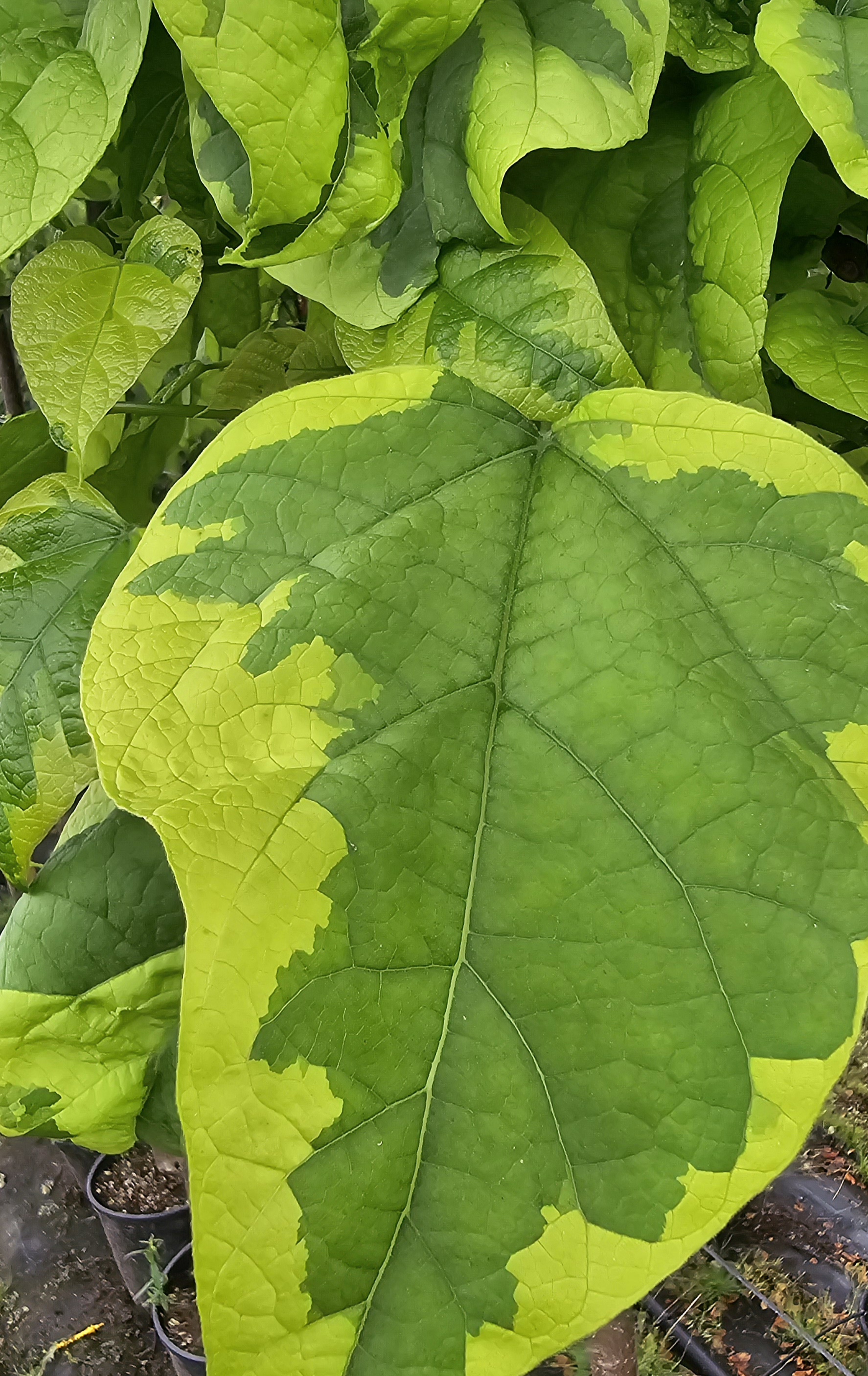Katalpa Variegata list