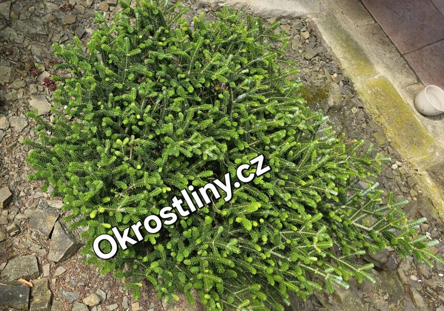 Jedle korejská Oberon