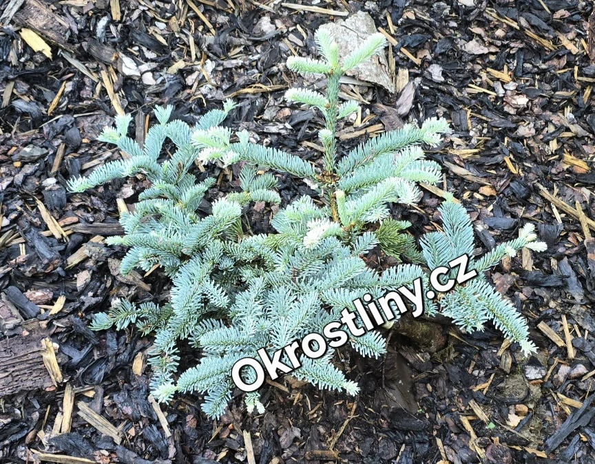 Jedle vznešená Glauca