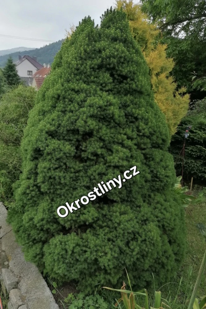 Smrk sivý Conica