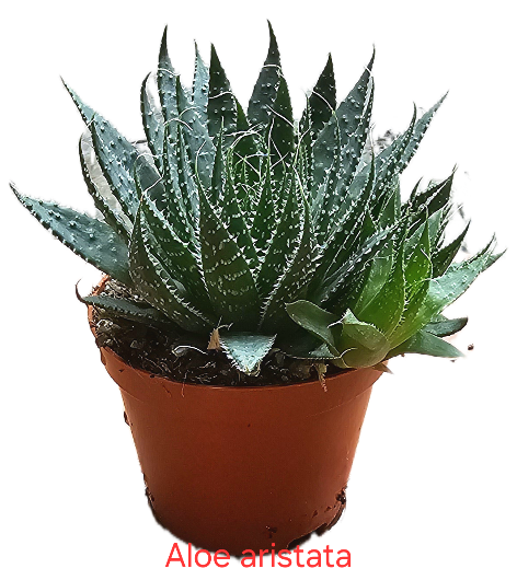 Aloe aristata