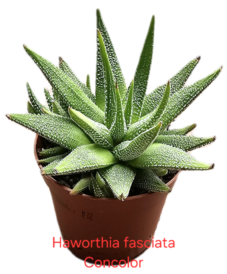 Haworthia fasciata Concolor