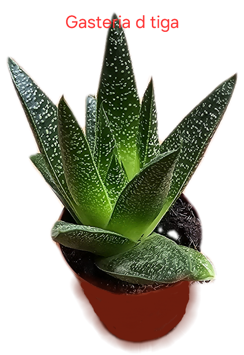 Gasteria 'd Tiga'