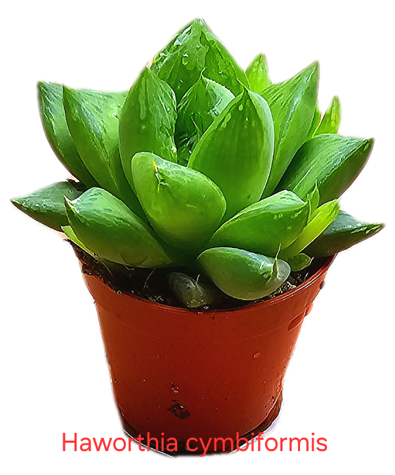 Haworthia cymbiformis