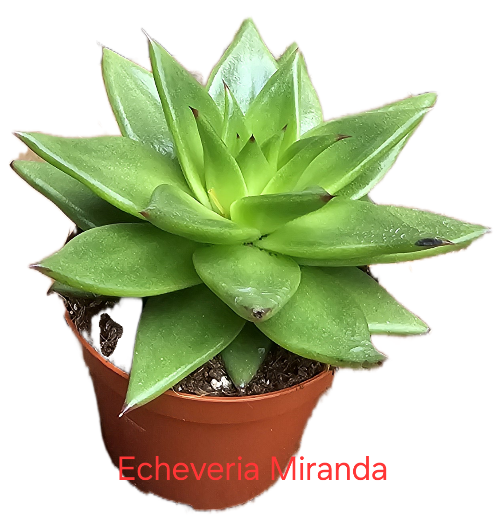 Echeveria Miranda