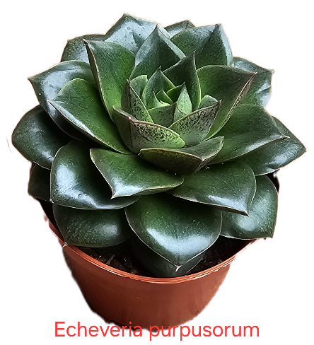 Echeveria purpusorum