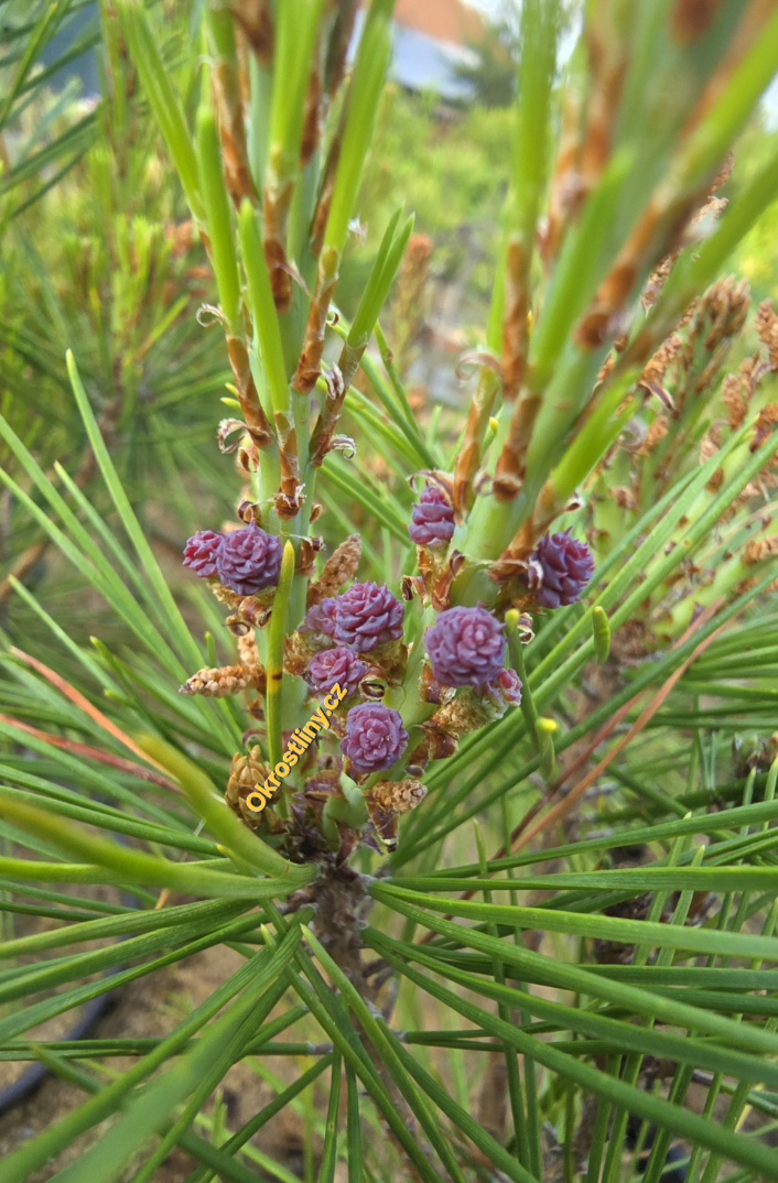 Borovice hustokvětá Heavy bud