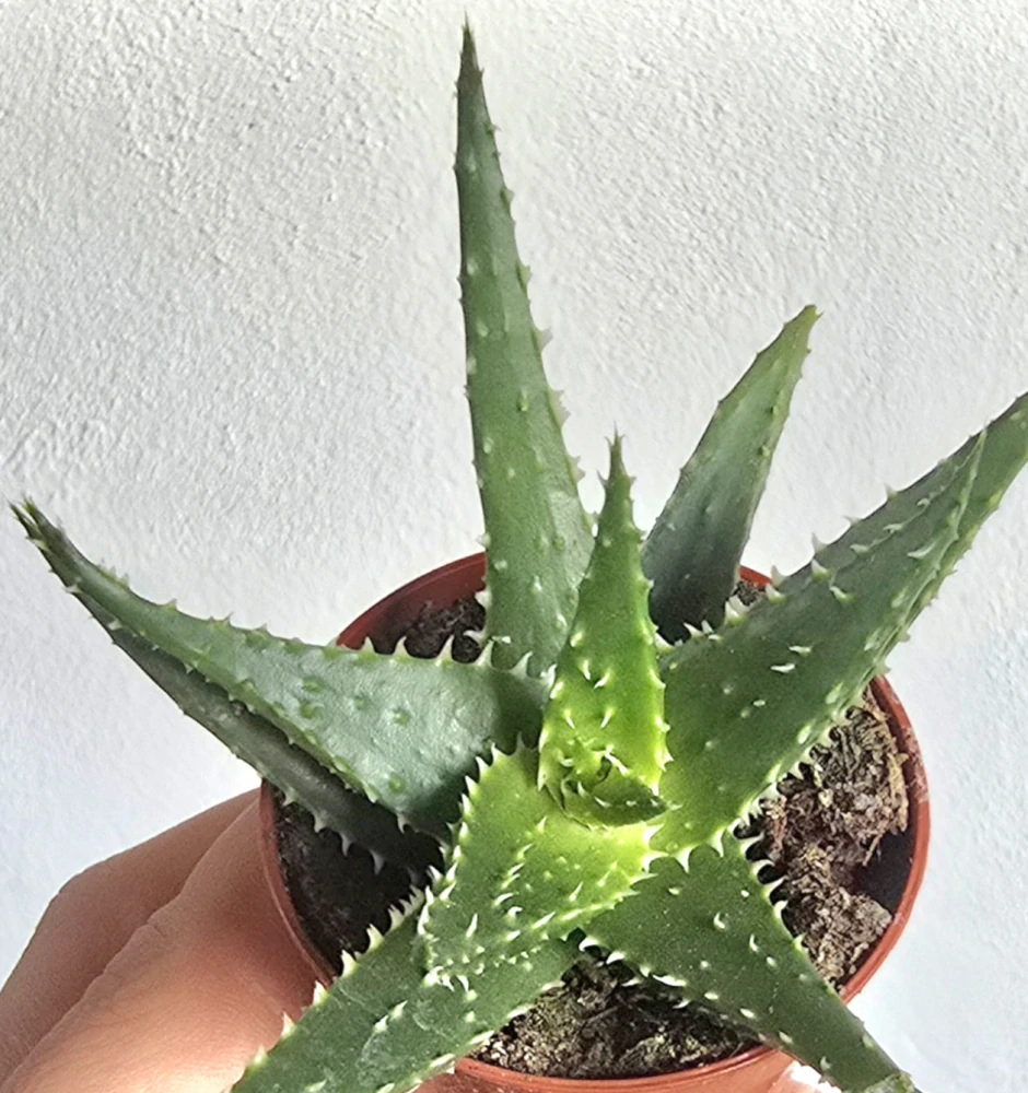 Aloe humilis