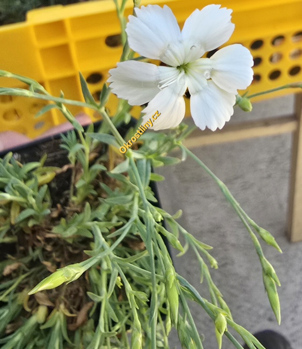 Hvozdík Cofetti white
