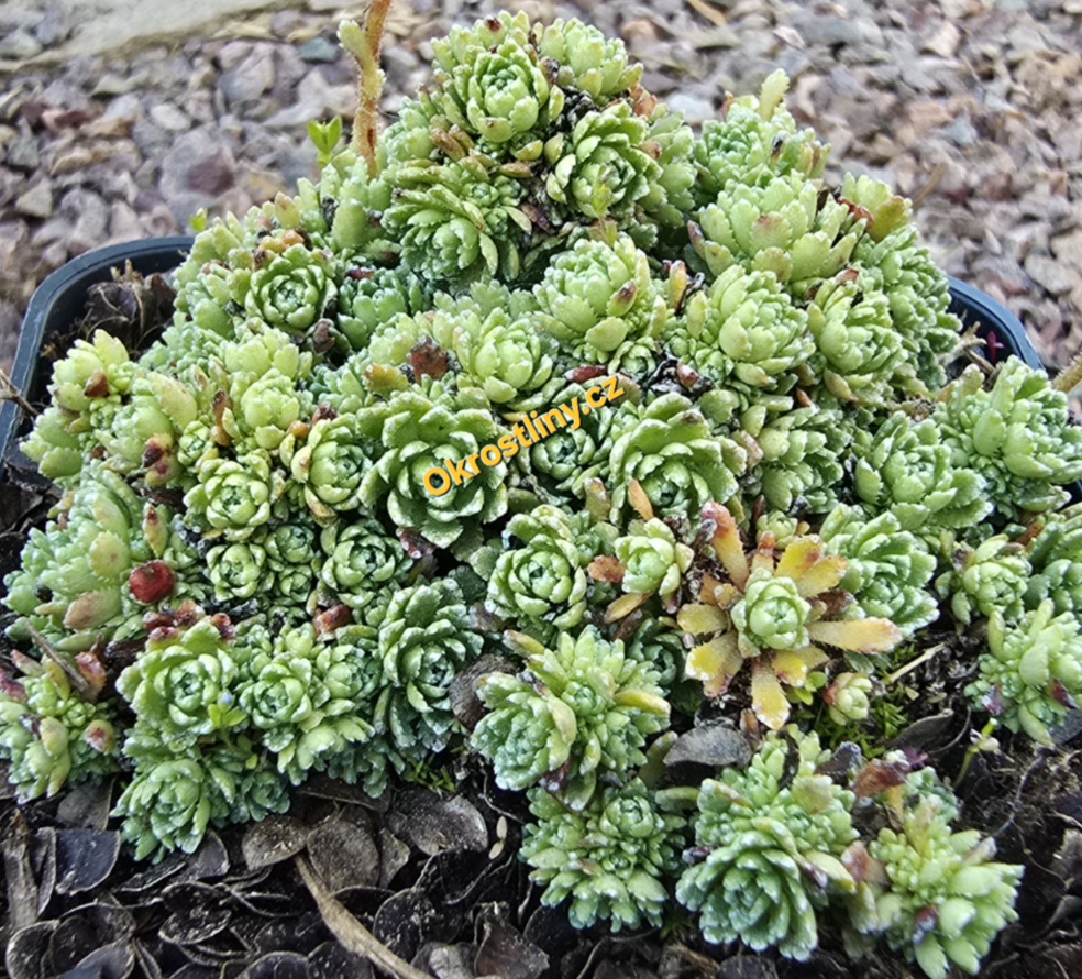 Lomikámen Minutifolia