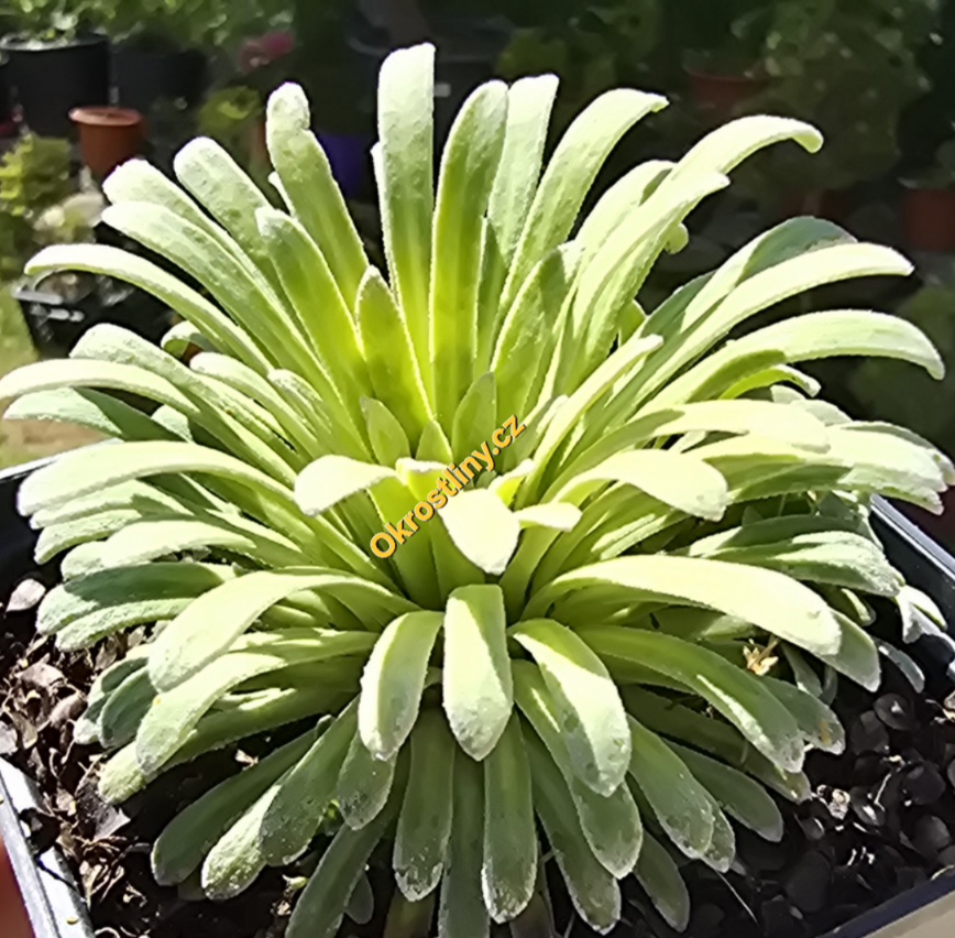 Lomikámen dlouholistý Hybrida