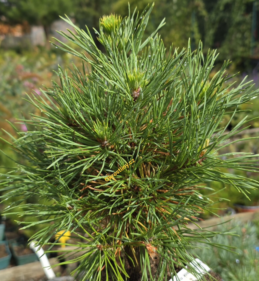 Borovice lesní Viridis compacta