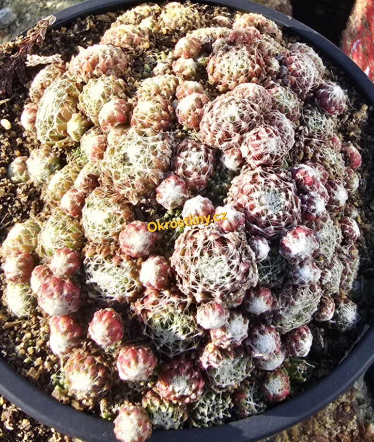Netřesk Arachnoideum Mini