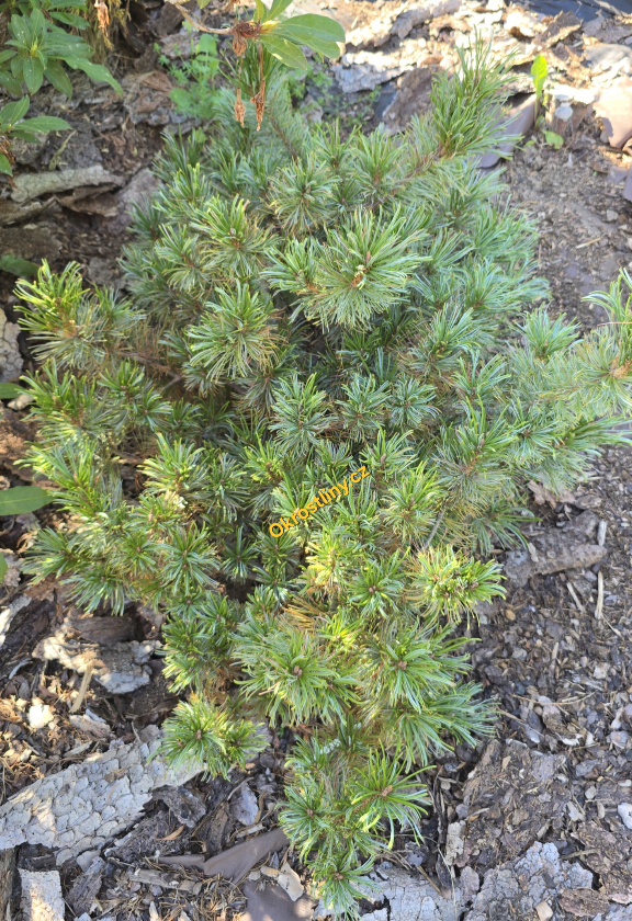 Borovice zakrslá Dwarf blue