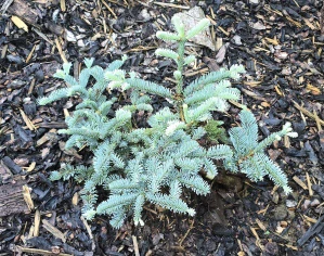 Jedle vznešená Glauca