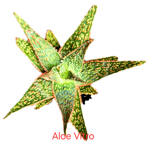Aloe Vitro