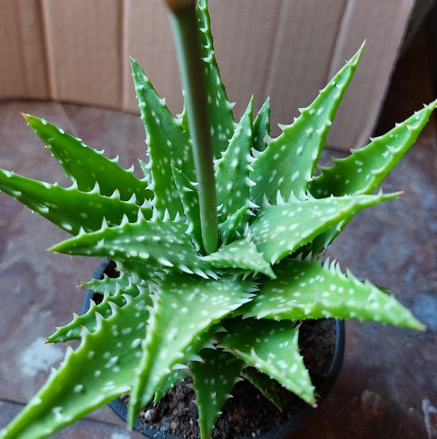 Aloe Chira#