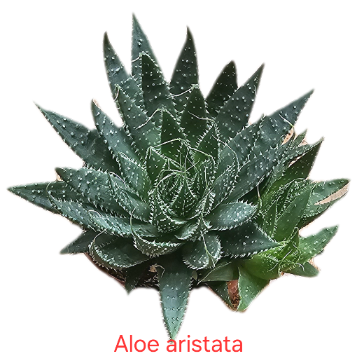 Aloe aristata