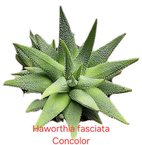 Haworthia fasciata Concolor
