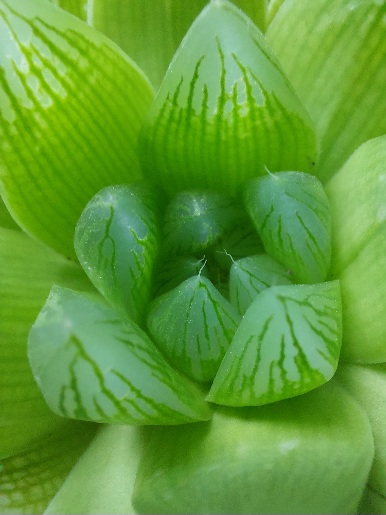 Haworthia cooperi