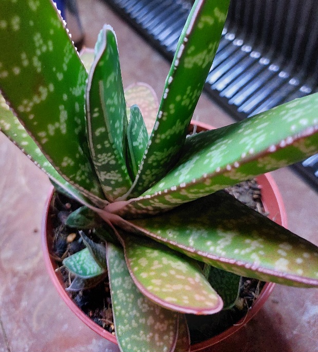 Gasterie brachyphylla Amour