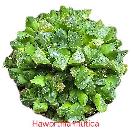 Haworthie mutica
