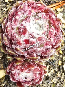 Netřesk Ciliosum