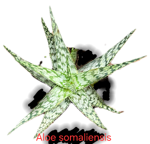 Aloe somaliensis